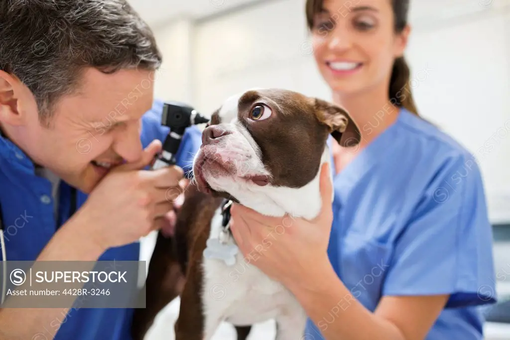 Veterinarians examining dog in vet's surgery,London, UK