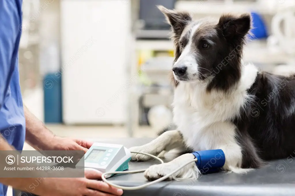Veterinarian examining dog in vet's surgery,London, UK