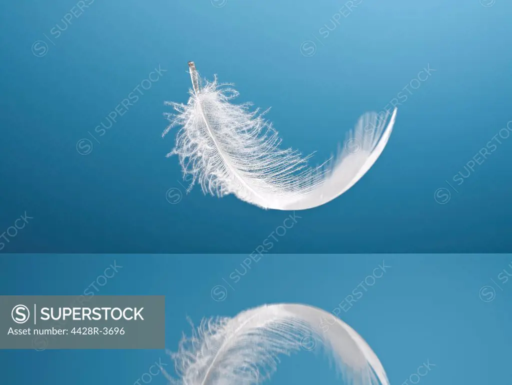 Feather floating over reflective surface,Studio