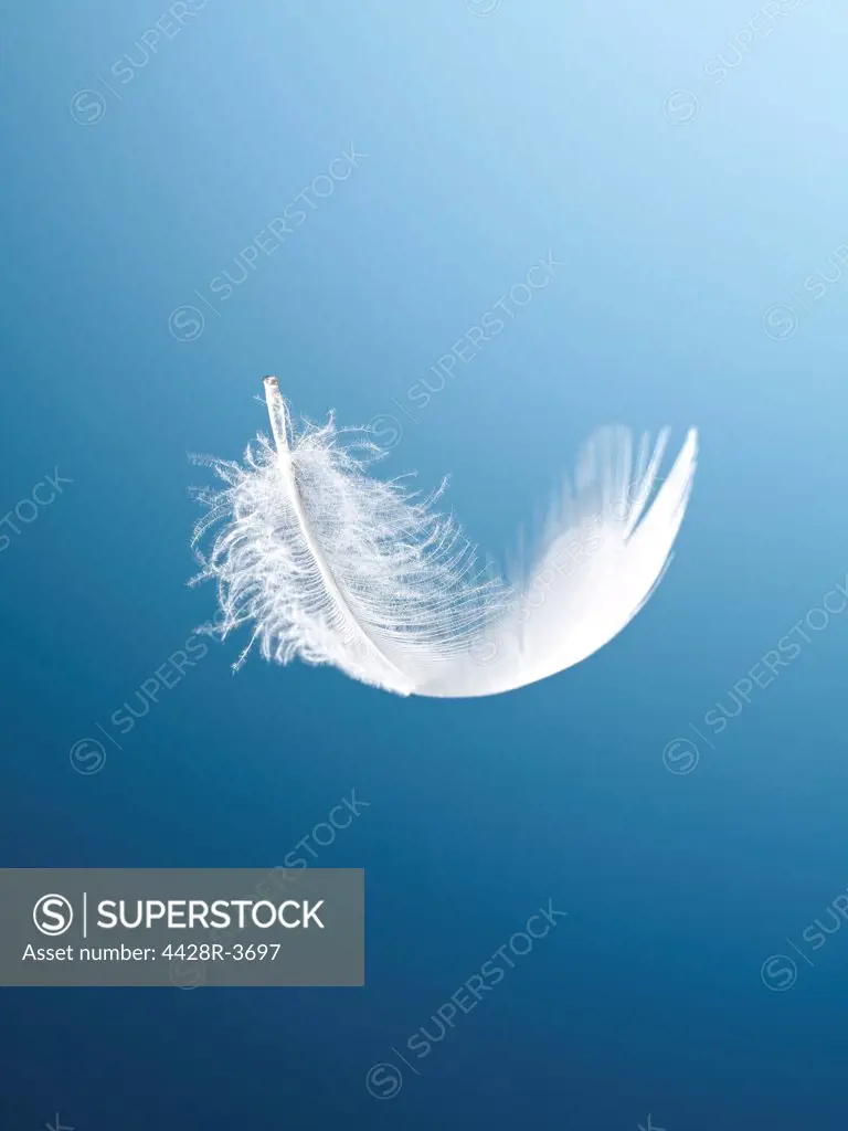 Feather floating on blue background,Studio