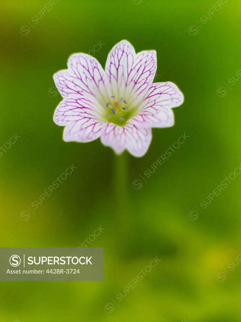 Close up of geranium flower,Surrey, United Kingdom