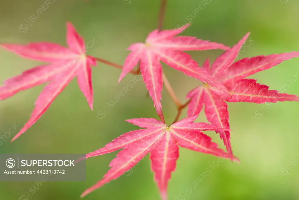 Close up of Japanese maple leaves,Seattle, WA, USA