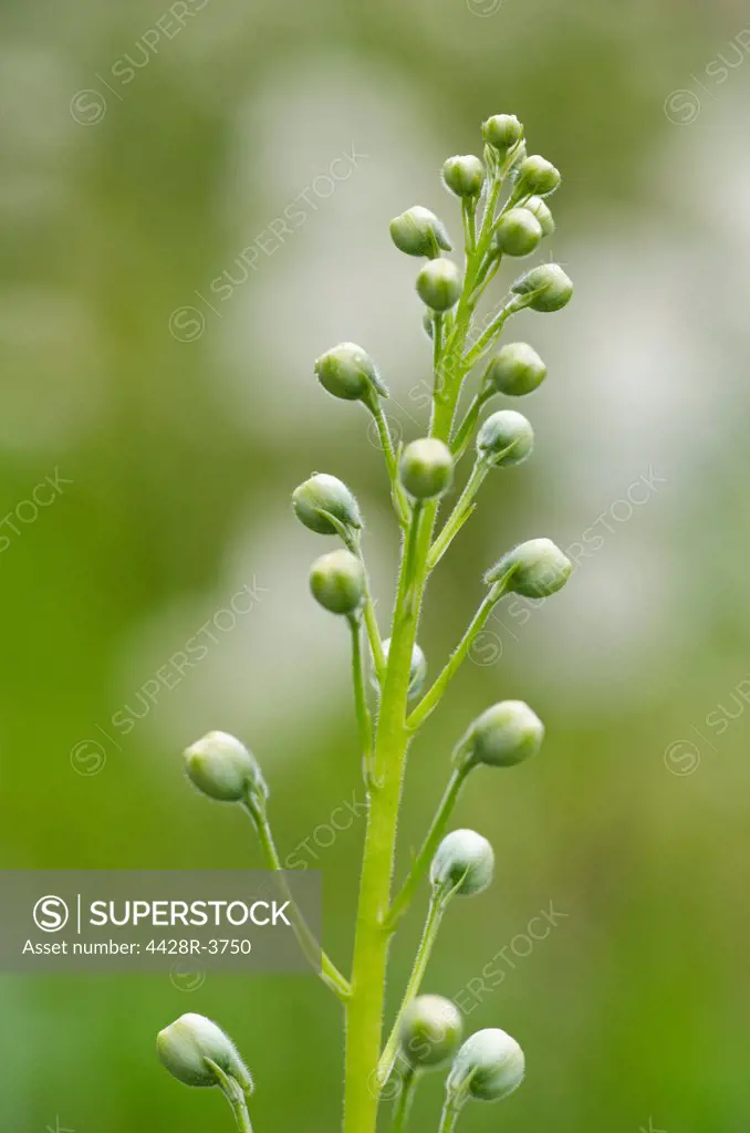 Close up of spring buds on stalk,Bellevue, WA, USA