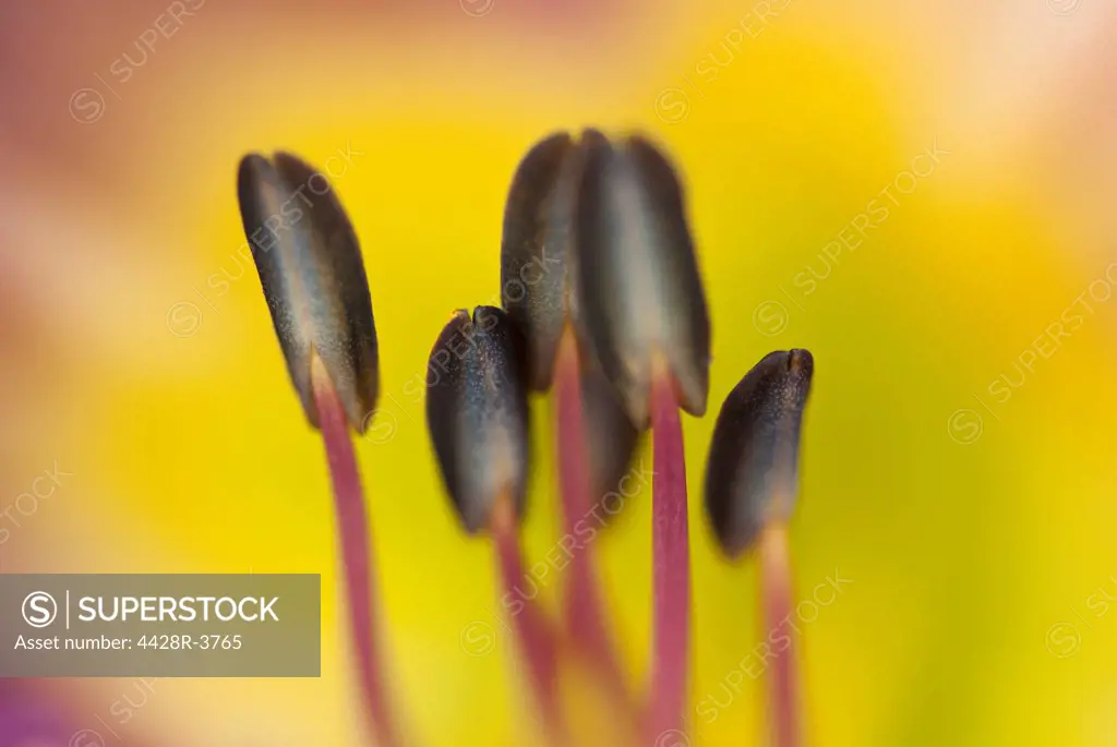 Close up of day lily stamens,Falmouth, MA, USA