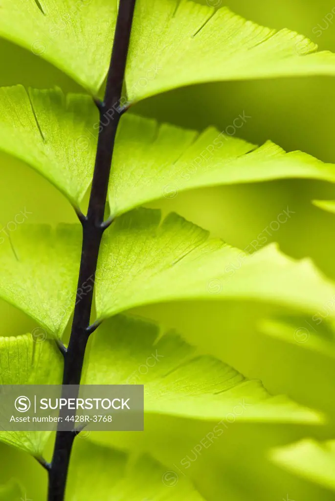 Close up of maidenhair fern stalk,Seattle, WA, USA