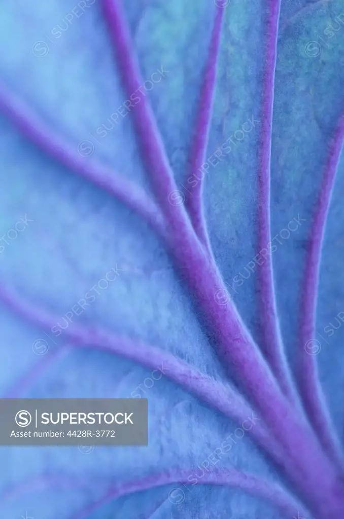 Close up of veins in cabbage leaf,Seattle, WA, USA