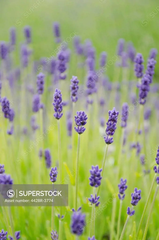 Close up of lavender flowers in field,Sequim, WA, USA