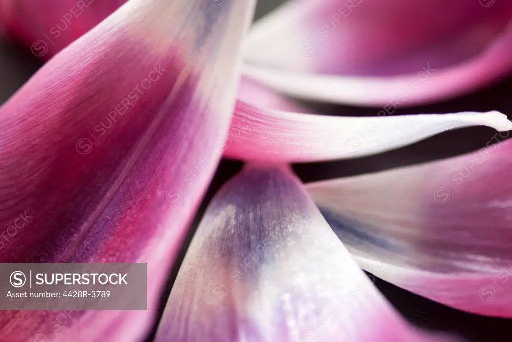 Close up of tulip petals,Seattle, WA, USA