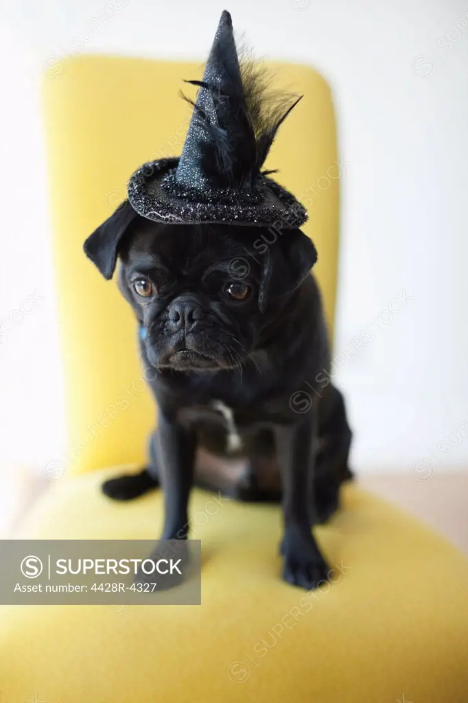 Dog wearing witch's hat in chair,Guildford, UK