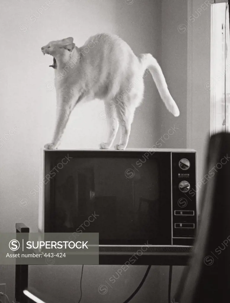 Cat on tv set stretching and yawning