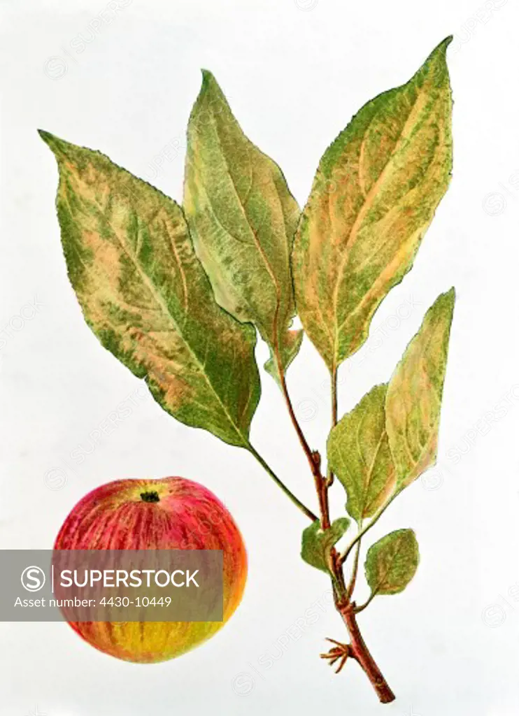 botany Malus ""apple"" (Malus domestica) Flamed Cousinot fruit and twig colour lithograph circa 1880 1890 illustration 19th century,