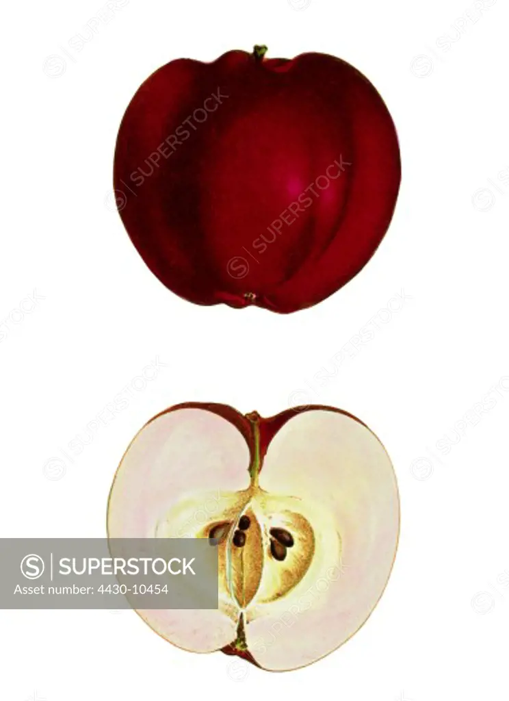 botany Malus ""apple"" (Malus domestica) Red Calville apple fruit colour lithograph circa 1880 1890 illustration 19th century,