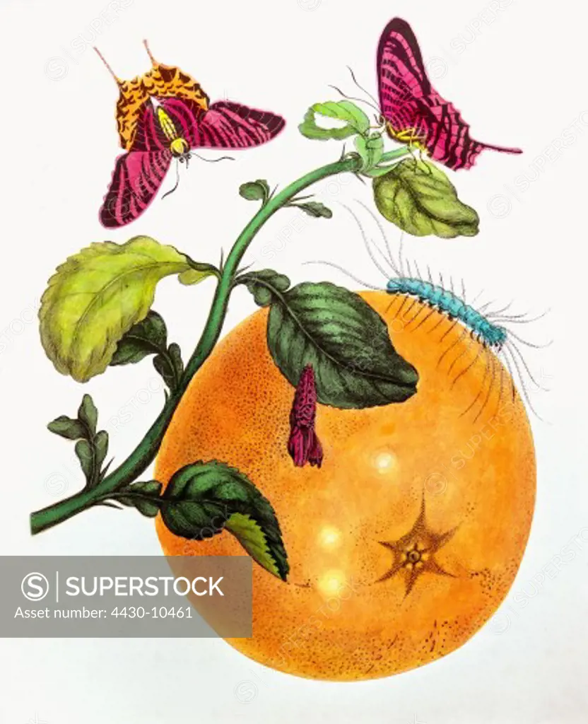 botany fruit with caterpillar and butterfly engraving coloured with watercolour by Anna Maria Sibylla Merian (1647 - 1717) from ""Metamorphosis insectorum surinamensium"" Amsterdam 1705 private collection illustration 19th century,