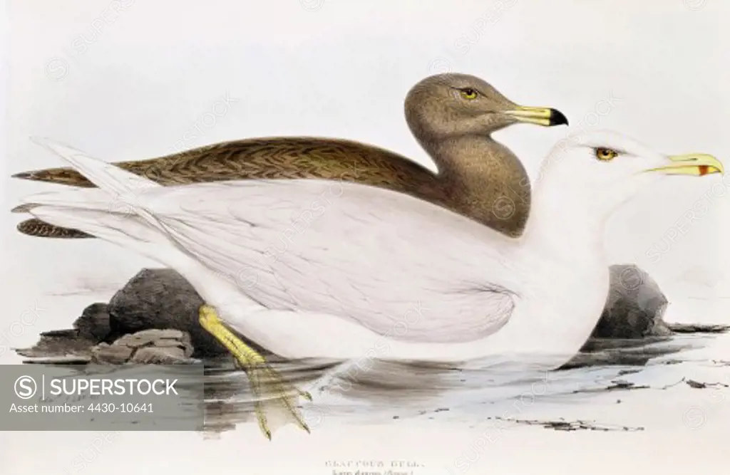 zoology avian bird Laridae glaucous gull (Larus glaucus) full-grown bird and fledgling distribution: Arctic Northern Europe North America coloured lithograph by Edward Lear from ""The Birds of Europe"" by John Gould (1804 - 1881) London 1837 private collection,