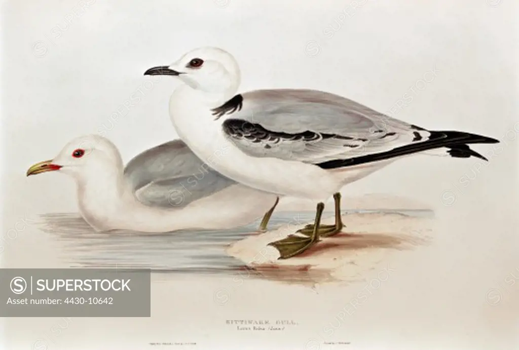zoology animal avian bird laridae kittiwake (rissa tridactyla) old and young (front) colour lithograph by John Gould (1804 - 1881) from ""Birds of Europe"" London 1832 1837,