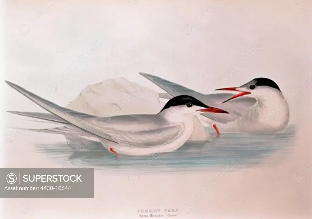 zoology animal avian bird sternidae common tern (sterna hirundo) colour lithograph by John Gould (1804 - 1881) from ""Birds of Europe"" London 1832 1837 private collection,