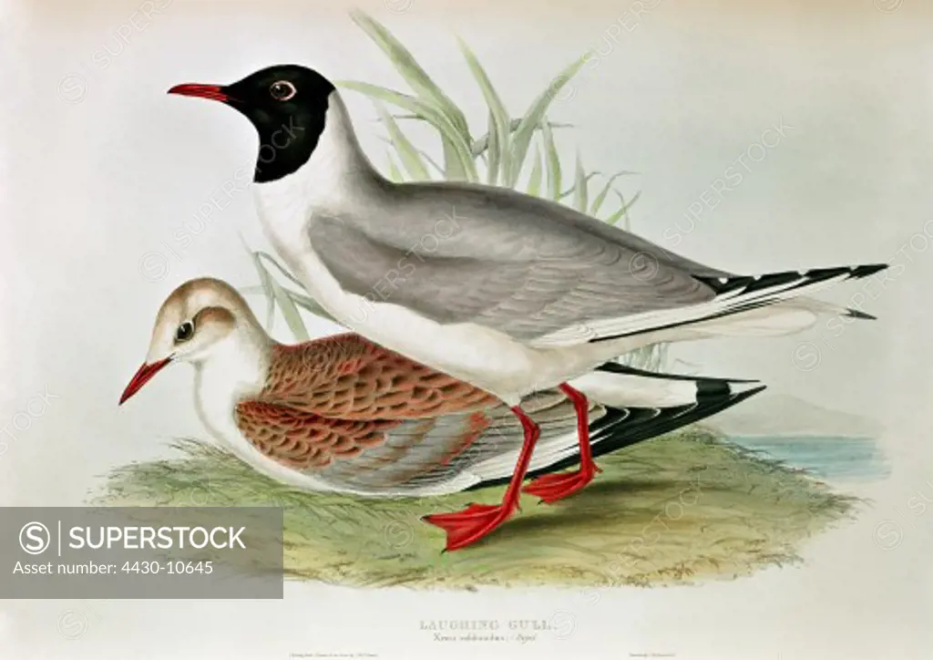zoology animal avian bird laridae black-headed gull (larus ridibundus) young and old (front) colour lithograph by John Gould (1804 - 1881) from ""Birds of Europe"" London 1832 1837 private collection,