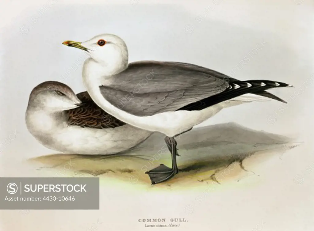 zoology animal avian bird laridae common gull (larus canus) young and old (front) colour lithograph by John Gould (1804 - 1881) from ""Birds of Europe"" London 1832 1837 private collection,
