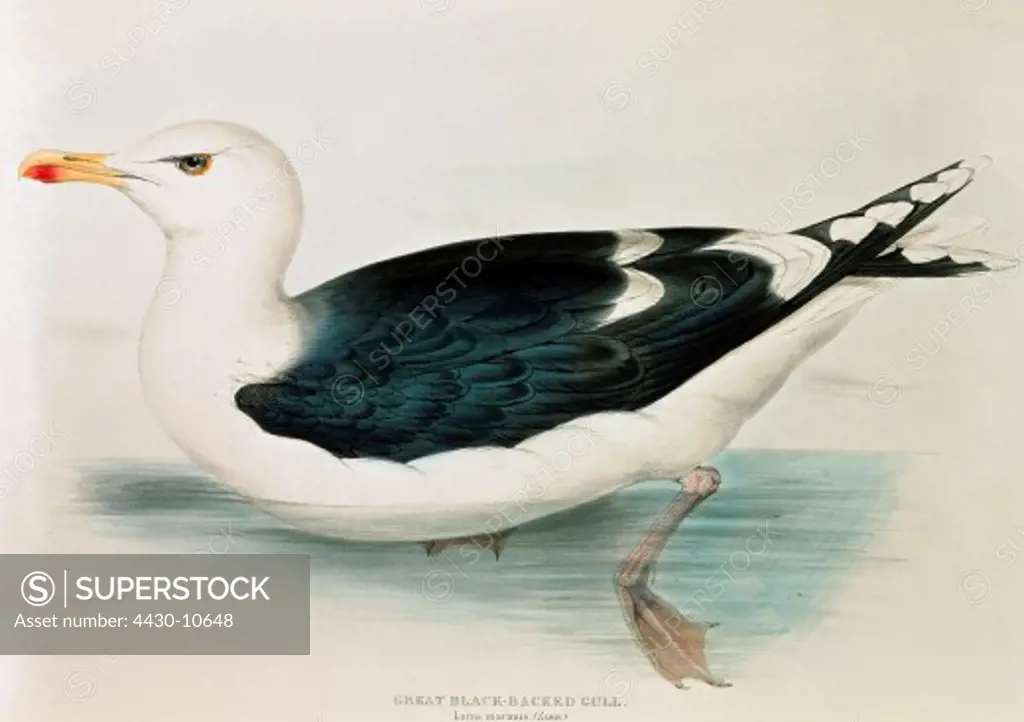 zoology animal avian bird laridae great black-backed gull (larus marinus) colour lithograph by Edward Lear from ""Birds of Europe"" by John Gould (1804 - 1881) London 1832 1837 private collection,