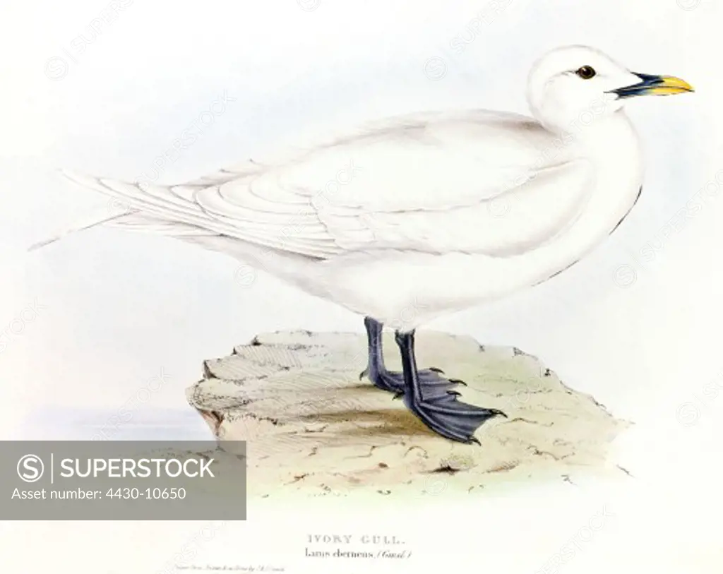 zoology birds seagulls Ivory Gul (Larus eberneus) lithograph by Edward Lear ""the Birds of Europe"" by John Gould 1832 - 1837 private collection,