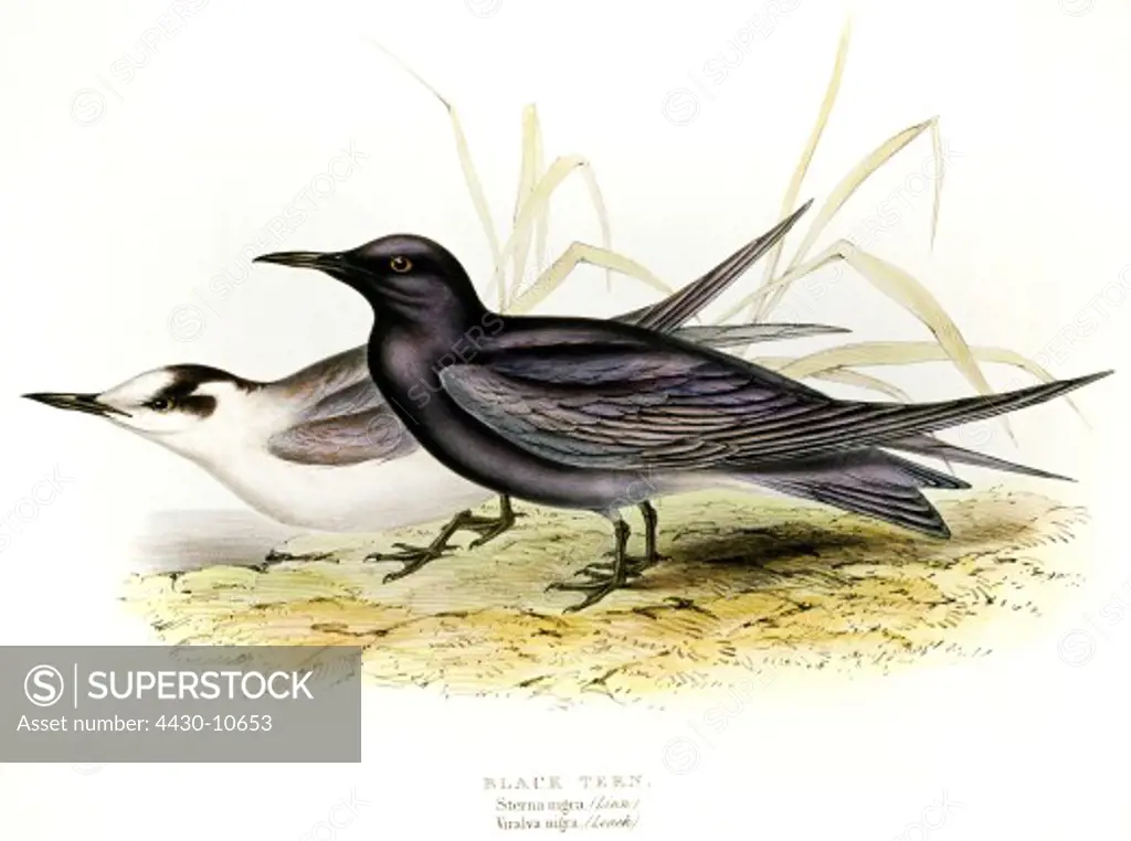 zoology birds swallows Black Tern (Chlidonias niger) lithograph by Edward Lear ""the Birds of Europe"" by John Gould 1832 - 1837 private collection,