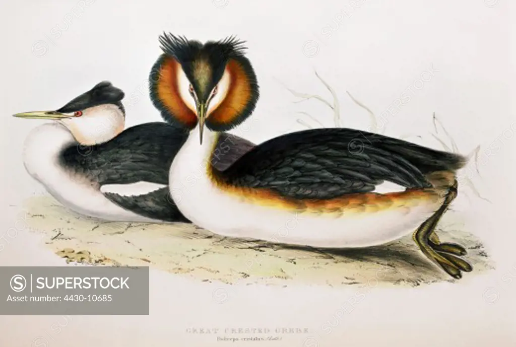 zoology animal avian bird podicipedidae great crested grebe (podiceps cristatus) resting breeding (front) colour lithograph by John Gould (1804 - 1881) from ""Birds of Europe"" London 1832 1837 private collection,