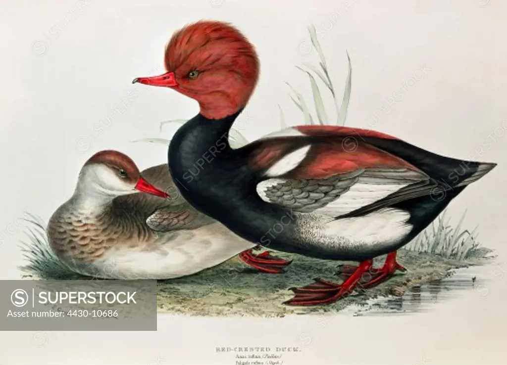 zoology animal avian bird anatidae red-crested pochard (netta rufina) female male (front) colour lithograph by John Gould (1804 - 1881) from ""Birds of Europe"" London 1832 1837 private collection,