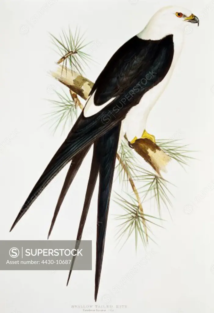 zoology animal avian bird accipitridae swallow-tailed kite (elanoides forficatus) colour lithograph by John Gould (1804 - 1881) from ""Birds of Europe"" volume I London 1832 1837 private collection historic historical graphics Great Britain 19th century animals birds bird of prey kites swallow tailed,