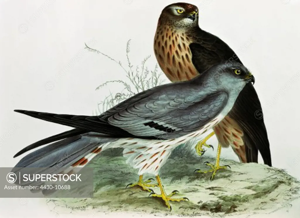 zoology animal avian bird accipitridae swamp harrier (circus approximans) colour lithograph by John Gould (1804 - 1881) from ""Birds of Europe"" volume I London 1832 1837 private collection historic historical graphics Great Britain 19th century animals birds bird of prey harriers,