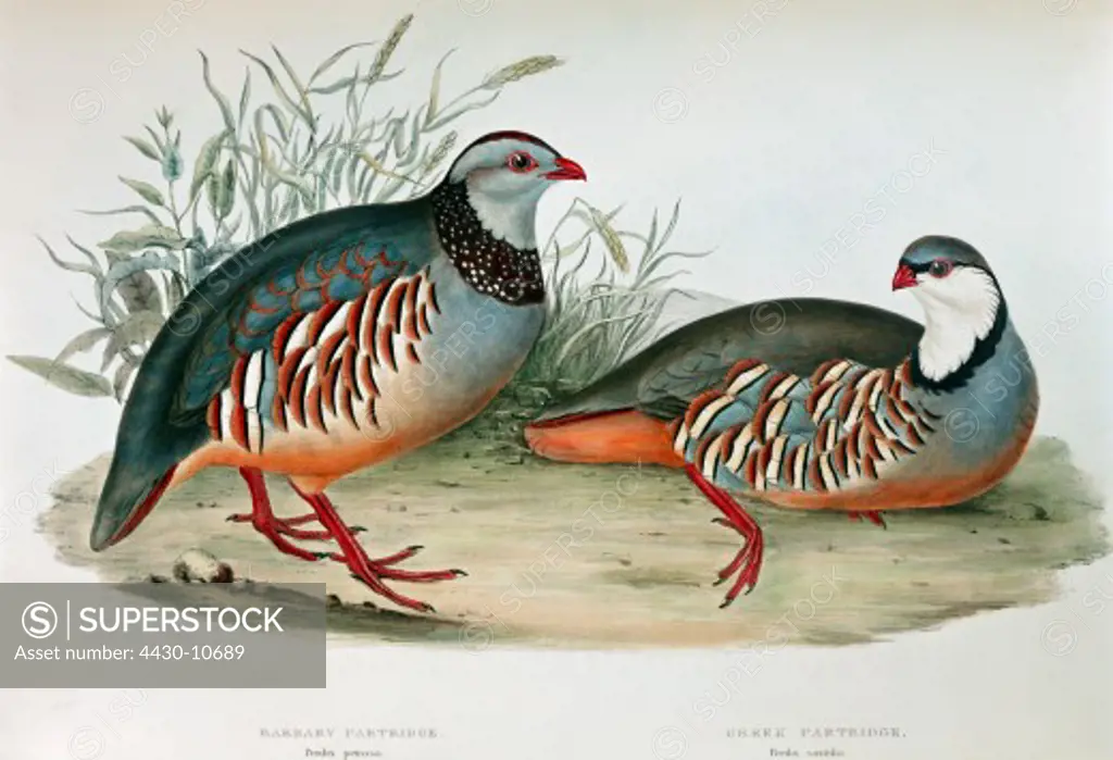 zoology animal avian bird phasianidae left: barbary partridge (alectoris barbara) right: greek partridge (alectoris graeca saxatilis) colour lithograph by John Gould (1804 - 1881) from ""Birds of Europe"" London 1832 1837 private collection,