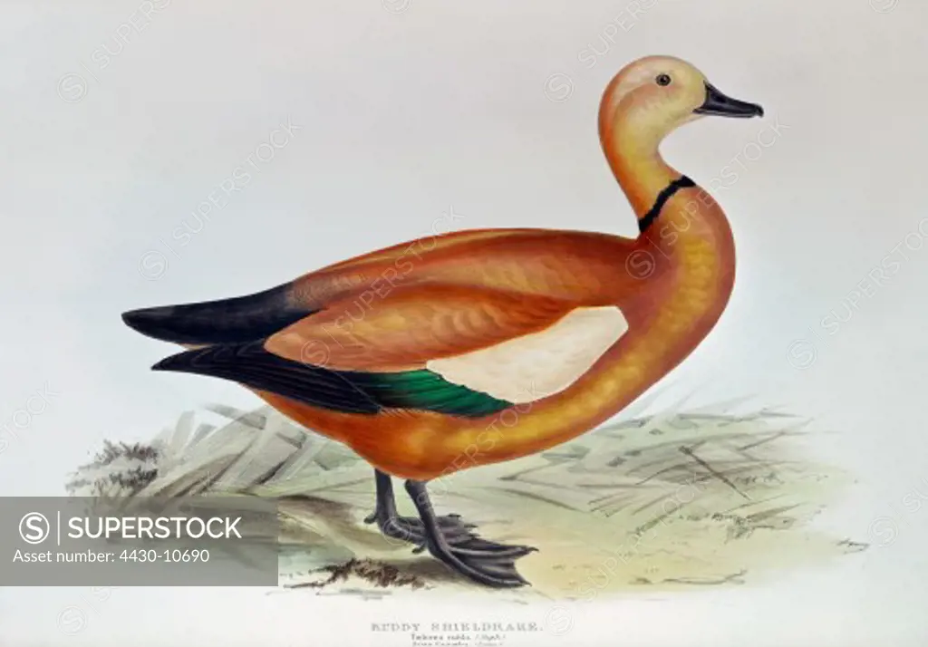 zoology animal avian bird anatidae ruddy shelduck (tadorna ferruginea) colour lithograph by John Gould (1804 - 1881) from ""Birds of Europe"" London 1832 1837 private collection,