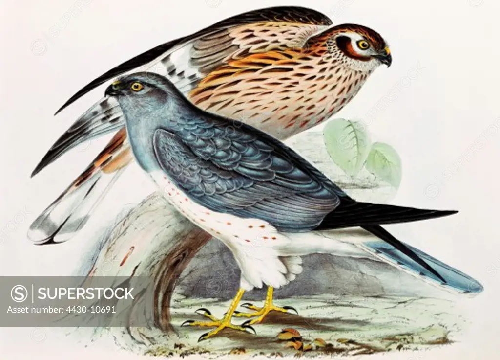 zoology animal avian bird accipitridae hen harrier (circus cyaneus) colour lithograph by John Gould (1804 - 1881) from ""Birds of Europe"" volume I London 1832 1837 private collection,