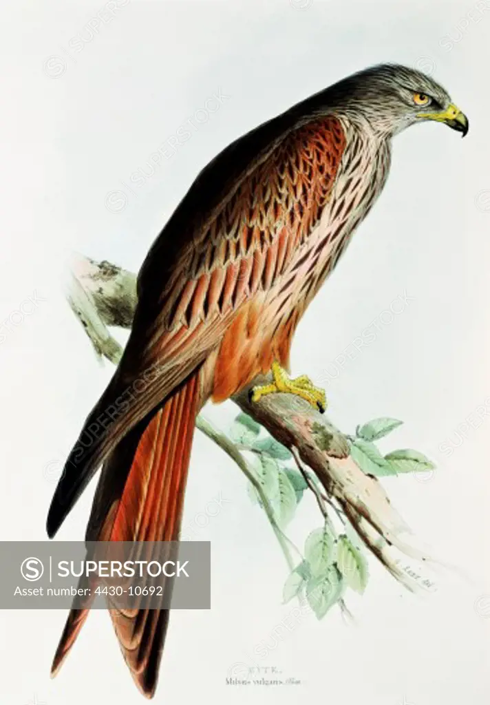 zoology birds Red Kite (Milvus milvus) lithograph John Gould ""Birds of Europe"" London 1832/1837 private collection,