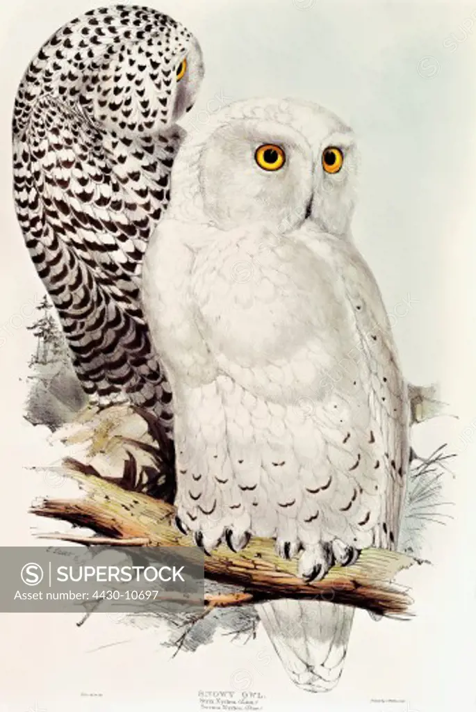 zoology animal avian bird strigidae snowy owl (bubo scandiacus) colour lithograph by Edward Lear from ""Birds of Europe"" volume I by John Gould (1804 - 1881) London 1832 1837 private collection historic historical graphics Great Britain 19th century animals birds bird of prey owls nyctea scandiacus strix,