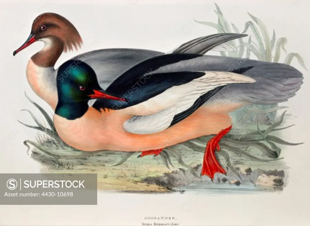 zoology animal avian bird anatidae common merganser (mergus merganser) female male (front) colour lithograph by John Gould (1804 - 1881) from ""Birds of Europe"" London 1832 1837 private collection,
