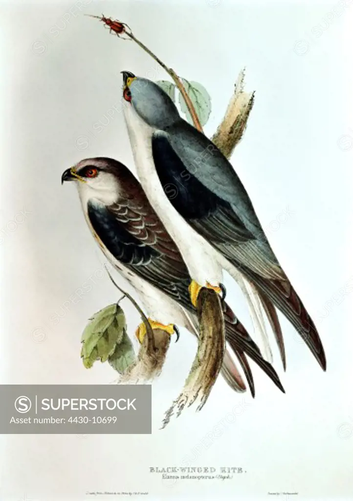 zoology animal avian bird accipitridae black-winged kite (elanus caerulus) colour lithograph by John Gould (1804 - 1881) from ""Birds of Europe"" volume I London 1832 1837 private collection,