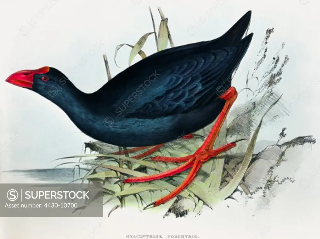 zoology animal avian bird rallidae purple swamphen (porphyrio porphyrio) colour lithograph by John Gould (1804 - 1881) from ""Birds of Europe"" London 1832 1837 private collection historic historical graphics Great Britain 19th century animals birds swamphens,