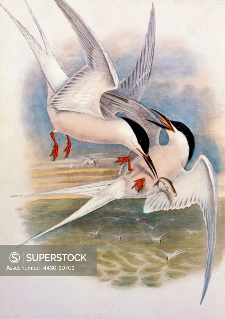 zoology animal avian bird sternidae roseate tern (sterna dougalii) female and male in flight colour lithograph by John Gould (1804 - 1881) from ""Birds of Great Britain"" London 1862 1873,