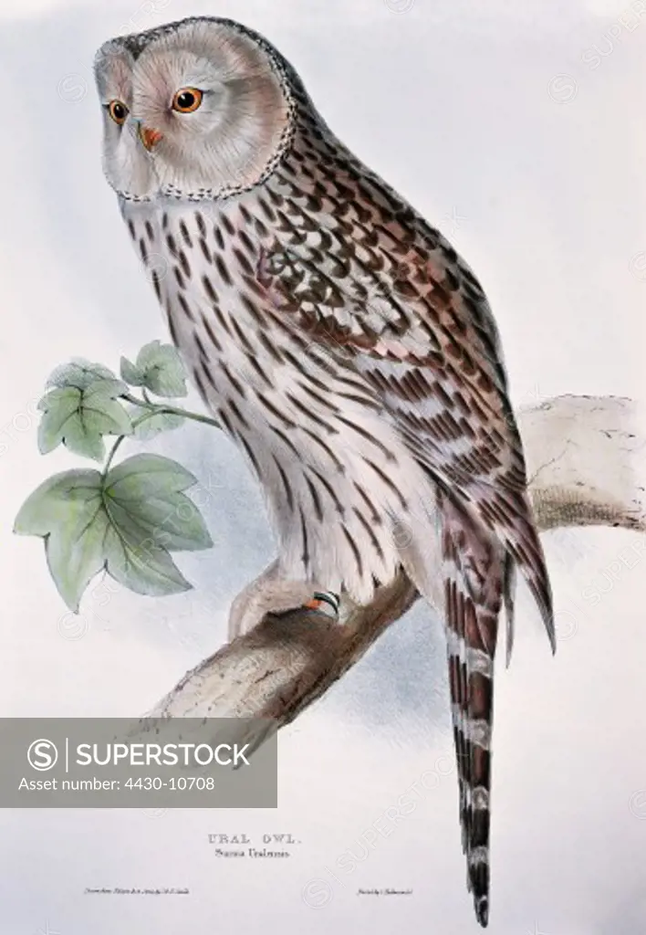 zoology animal avian bird strigidae ural owl (strix uralensis) colour lithograph by John Gould (1804 - 1881) from ""Birds of Europe"" volume I London 1832 1837 private collection historic historical graphics Great Britain 19th century animals birds bird of prey owls surnia,