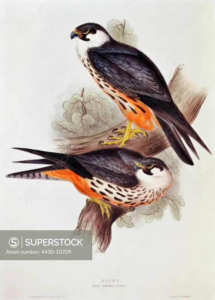 zoology animal avian bird falconidae Eurasian hobby (falco subboteo) colour lithograph by John Gould (1804 - 1881) from ""Birds of Europe"" volume I London 1832 1837 private collection historic historical graphics Great Britain 19th century animals birds bird of prey hobbies falcon falcons,