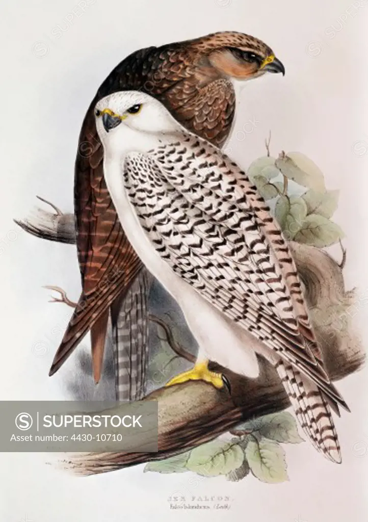 zoology animal avian bird falconidae iceland falcon (falco rusticolus islandicus) young and old in winter feathers (front) colour lithograph by John Gould (1804 - 1881) from ""Birds of Europe"" volume I London 1832 1873 private collection historic historical graphics Great Britain 19th century animals birds bird of prey falcons gyrfalcon gyrfalcons,