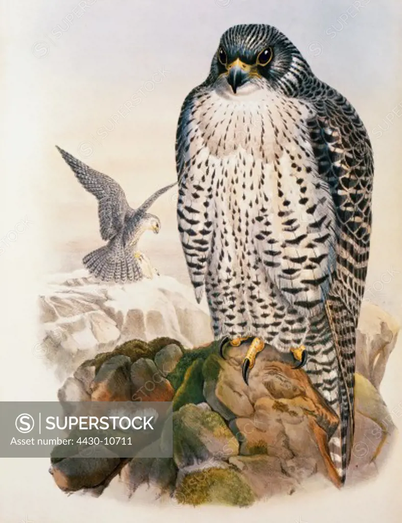zoology animal avian bird falconidae iceland falcon (falco rusticolus islandicus) colour lithograph by John Gould (1804 - 1881) from ""Birds of Great Britain"" London 1862 1873 private collection historic historical graphics Great Britain 19th century animals birds bird of prey falcons gyrfalcon gyrfalcons,