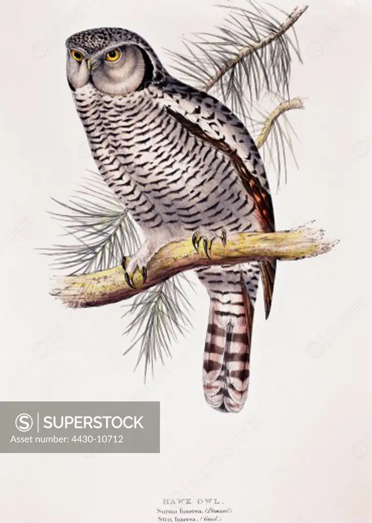 zoology animal avian bird strigidae hawk owl (surnia funerea) colour lithograph by John Gould (1804 - 1881) from ""Birds of Europe"" volume I London 1832 1837 private collection historic historical graphics Great Britain 19th century animals birds bird of prey owls,