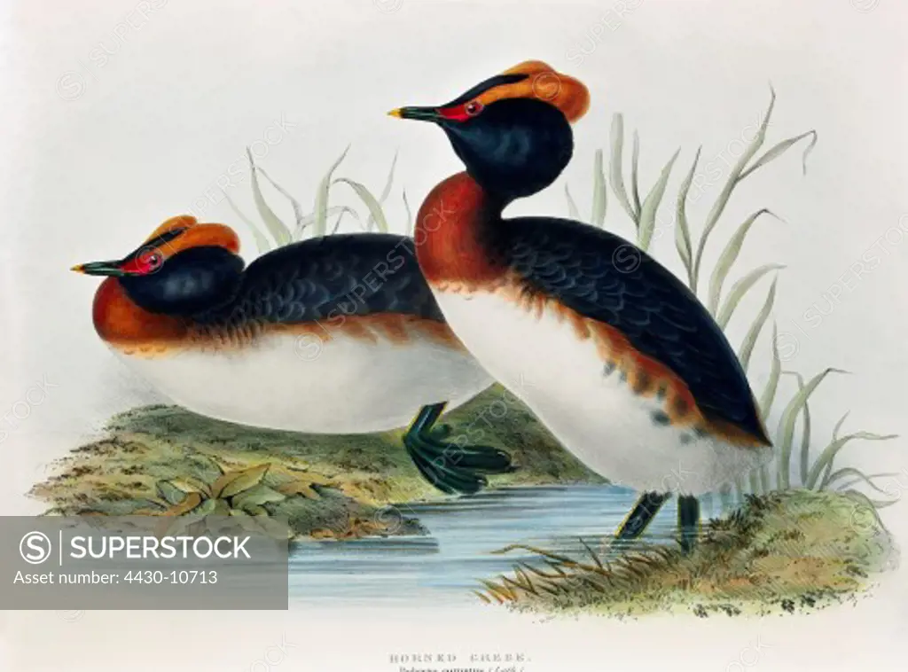 zoology animal avian bird podicipedidae slavonian grebe (podiceps auritus) colour lithograph by John Gould (1804 - 1881) from ""Birds of Europe"" London 1832 1837 private collection,