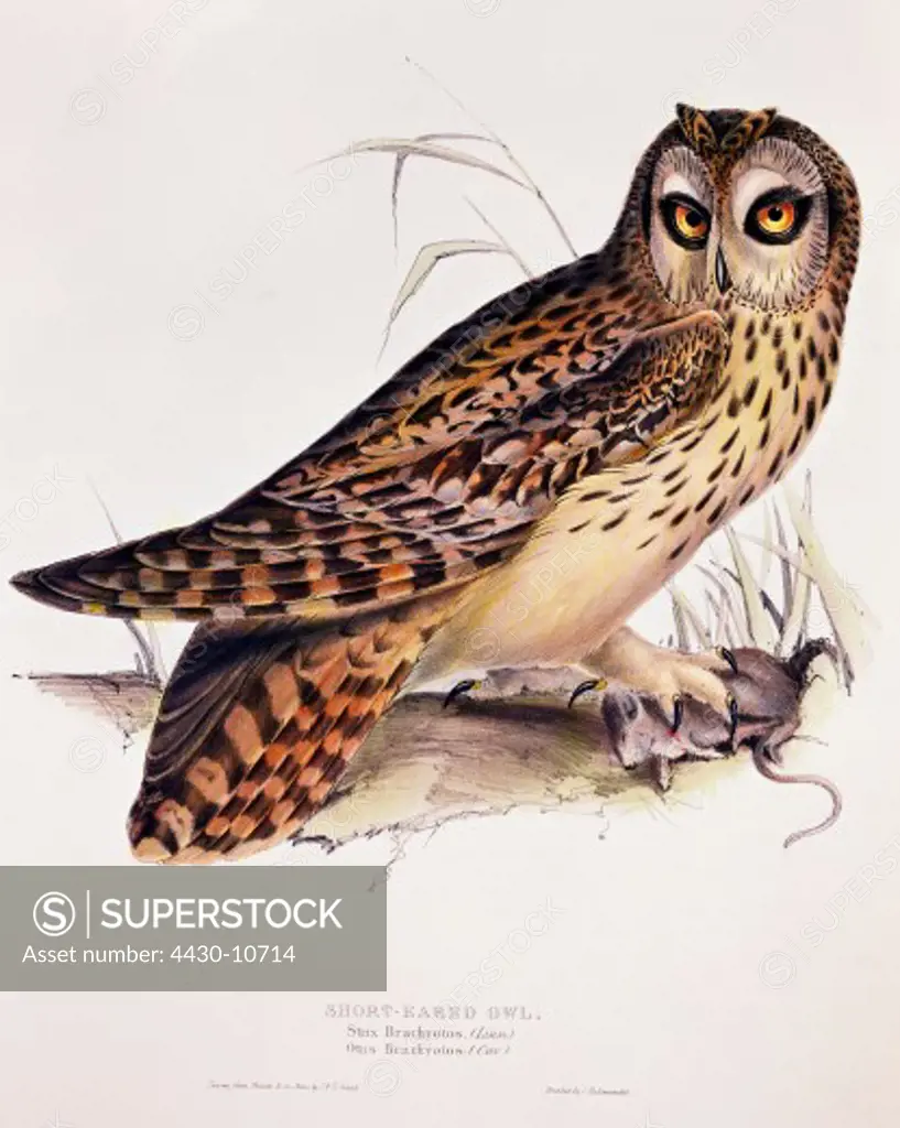 zoology animal avian bird strigidae short-eared owl (otus brachyotus) colour lithograph by John Gould (1804 - 1881) from ""Birds of Europe"" volume I London 1832 1837 private collection historic historical graphics Great Britain 19th century animals birds bird of prey owls short eared,