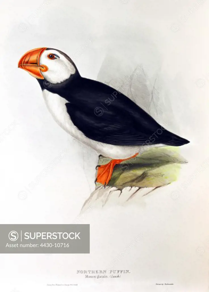zoology animal avian bird alcidae atlantic puffin (fratercula arctica) colour lithograph by John Gould (1804 - 1881) from ""Birds of Europe"" London 1832 1837 private collection,