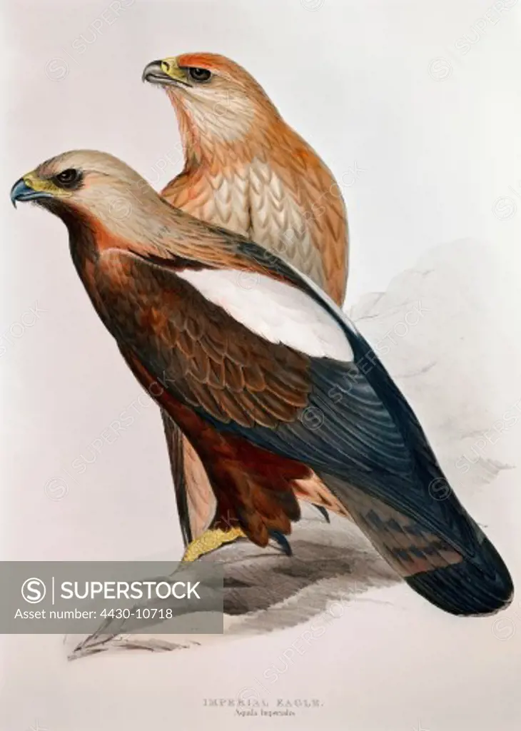 zoology animal avian bird accipitridae eastern imperial eagle (aquila heliaca) colour lithograph by John Gould (1804 - 1881) from ""Birds of Europe"" volume I London 1832 1837 private collection historic historical graphics Great Britain 19th century animals birds bird of prey eagles imperalis,