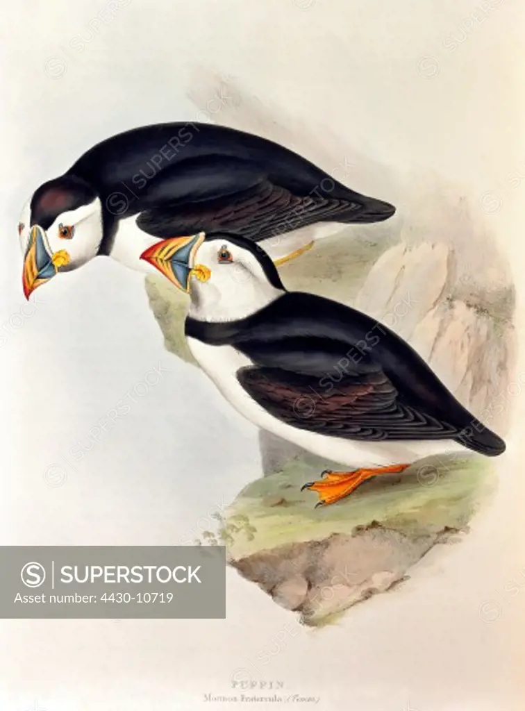 zoology animal avian bird alcidae puffin (fratercula) colour lithograph by John Gould (1804 - 1881) from ""Birds of Europe"" London 1832 1837 private collection,