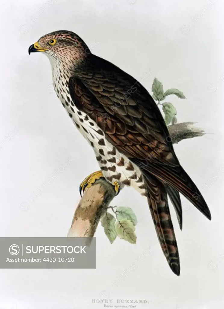 zoology animal avian bird accipitridae honey buzzard (pernis apivorus) colour lithograph by John Gould (1804 - 1881) from ""Birds of Europe"" volume I London 1832 1837 private collection historic historical graphics Great Britain 19th century animals birds bird of prey buzzards,