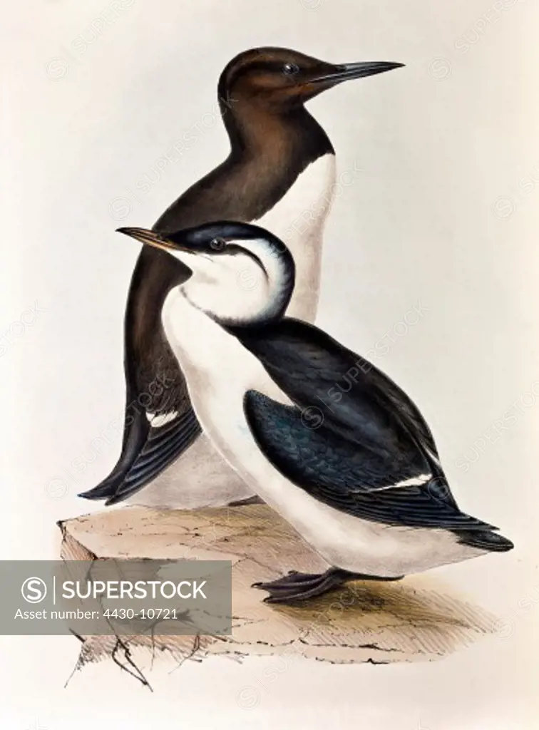 zoology animal avian bird alcidae common guillemot (uria aalge) breeding resting (front) colour lithograph by John Gould (1804 - 1881) from ""Birds of Europe"" London 1832 1837 private collection,